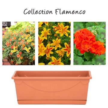 Collection Flamenco Collection Flamenco