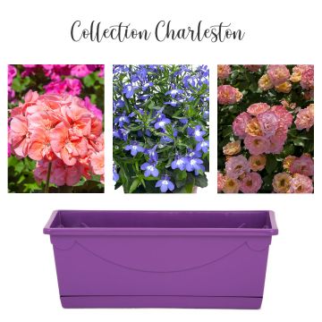 Collection Charleston Collection Charleston