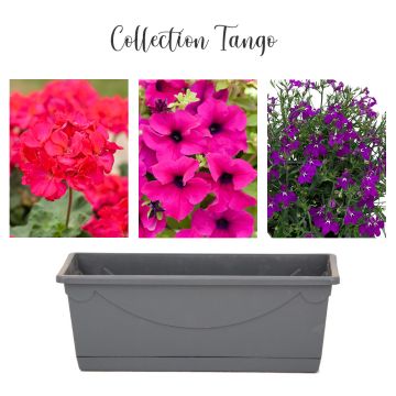Collection Tango Collection Tango