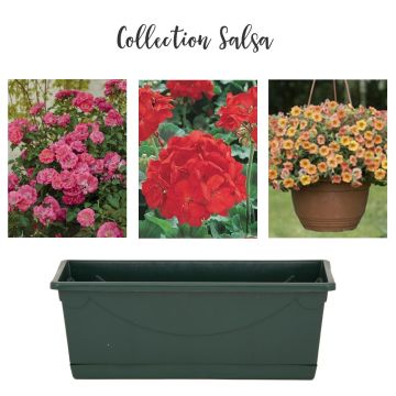 Collection Salsa Collection Salsa