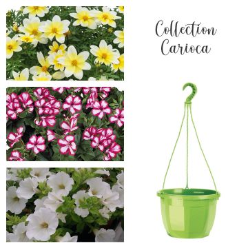 Collection Carioca Collection Carioca