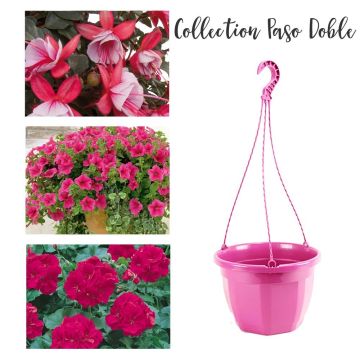 Collection Paso Doble Collection Paso Doble