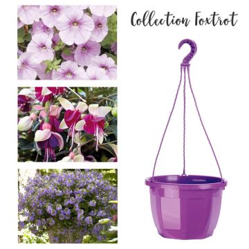 COLLECTION FOXTROT COLLECTION FOXTROT
