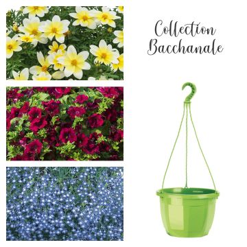 Collection Bacchanale Collection Bacchanale