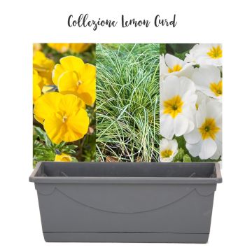 Collezione Lemon Curd Collezione Lemon Curd