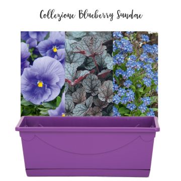 Collezione Blueberry Sundae Collezione Blueberry Sundae