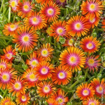 Aubrezia Royal Viola Aubrezia Royal Viola