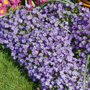 Aubrezia Royal Viola Aubrezia Royal Viola
