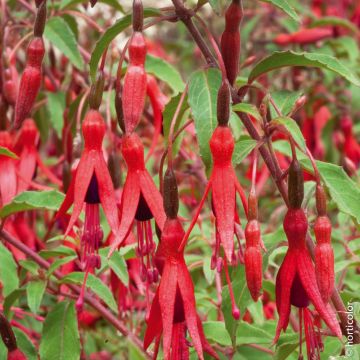 Fucsia Riccartonii