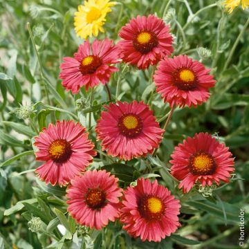 Gaillardia Bourgogne