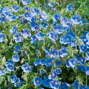 Geranio Johnson's Blue