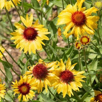 Gaillardia Amber Wheels