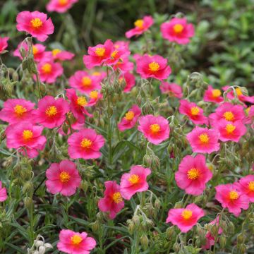 Helianthemum Lawrenson’s Pink
