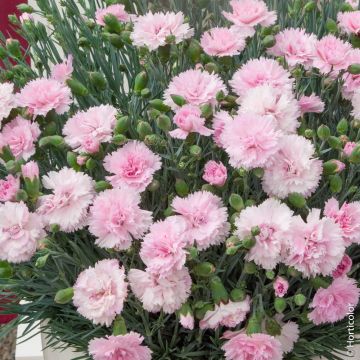 Œillet anglais ‘Candy Floss’ ou Dianthus plumarius Œillet anglais ‘Candy Floss’ ou Dianthus plumarius