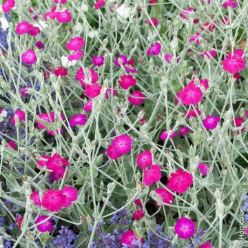 Lychnis coronaria ou Coquelourde des jardins