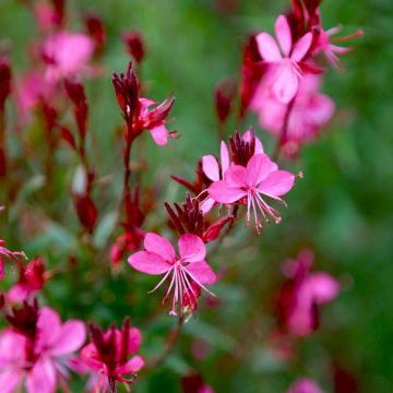 Gaura nain rouge ou Œnothera lindheimeri 'Gaudi Red' Gaura nain rouge ou Œnothera lindheimeri 'Gaudi Red'