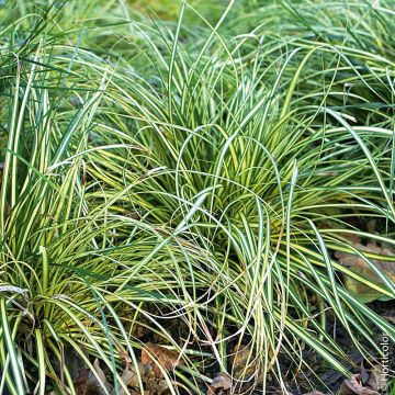 GRAMINEE CAREX EVERGOLD
