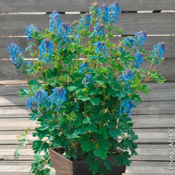 Corydalis Blue Line