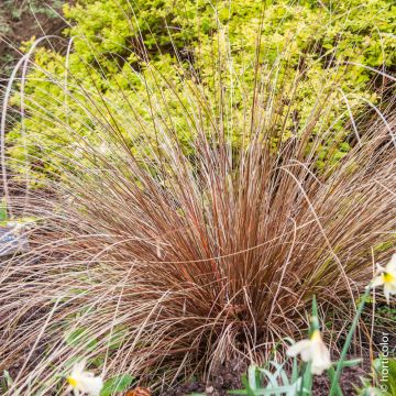 Carex Comans