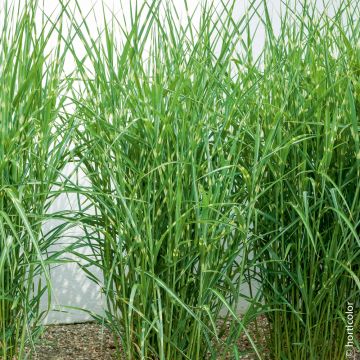 Festuca Glauca