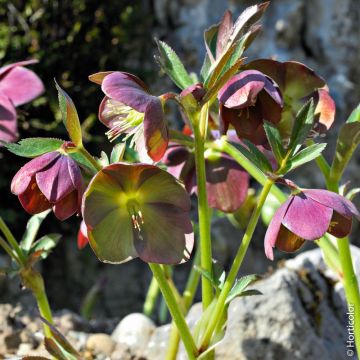 Elleboro Rosa di natale Purpurascens