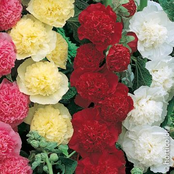Alcea Malvarosa Malvone doppia - Rossa