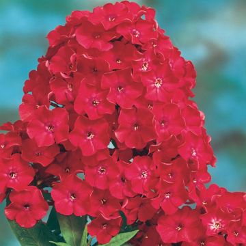 Phlox paniculata Fanal Phlox paniculata Fanal