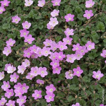Erodium x variabile ‘Bishop’s Form’ Erodium x variabile ‘Bishop’s Form’
