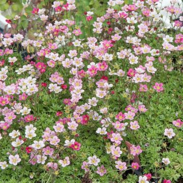 Saxifrages arendsii rose Saxifrages arendsii rose
