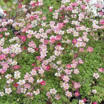 Saxifrages arendsii rosa Saxifrages arendsii rosa
