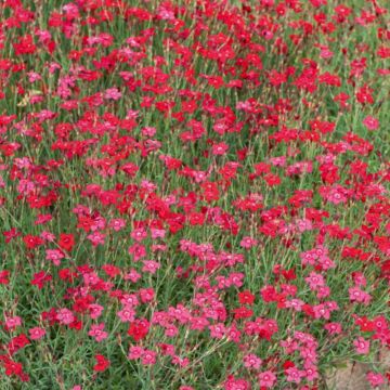 Oeillets à delta rouge Oeillets à delta rouge