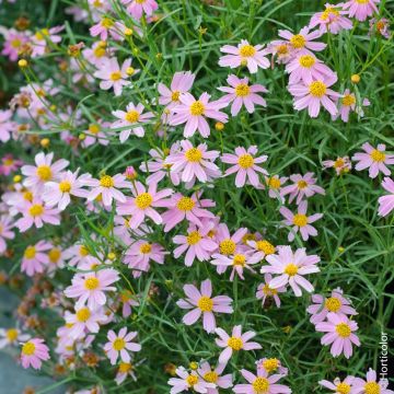 Coreopsis american dream
