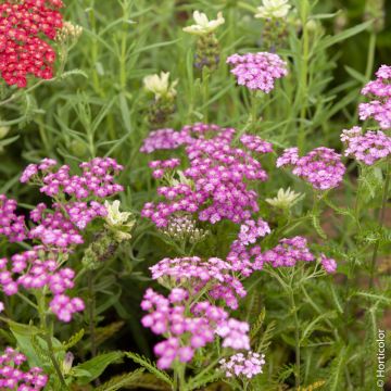 Achillée millefeuille ‘Cerise Queen’