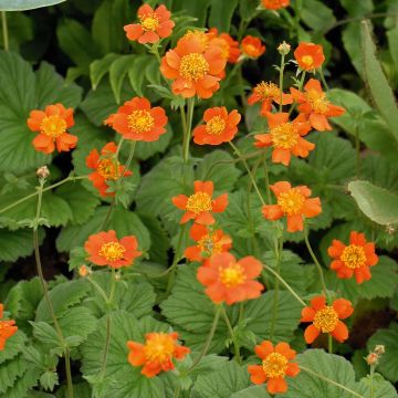 Geum coccineum Borisii