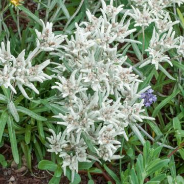 Edelweiss des alpes Edelweiss des alpes