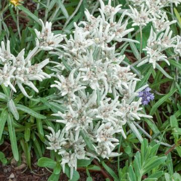 Stella Alpina - Edelweiss