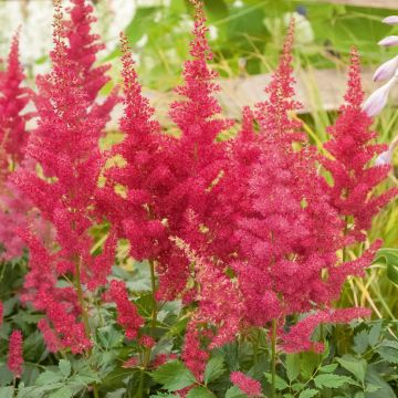 Astilbe rouge Etna, Astilbe X arendsii Astilbe rouge Etna, Astilbe X arendsii