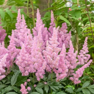 Astilbe rosa Anita Pfeiffer, Astilbe X arendsii