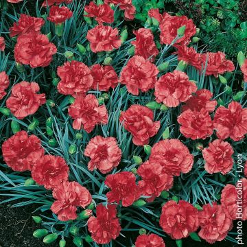 Oeillet plumarius Diana orange Oeillet plumarius Diana orange