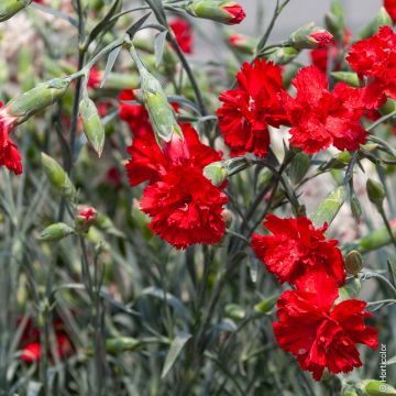 Oeillet plumarius lady in red