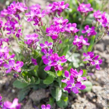 Arabis rose Arabis rose