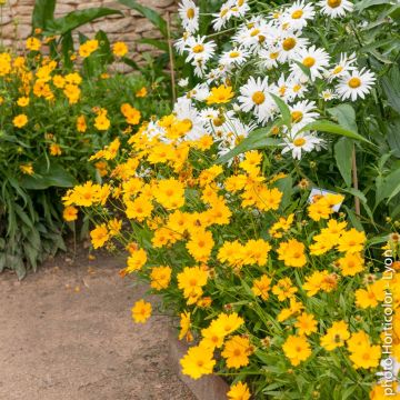 Coreopsis nain jaune Coreopsis nain jaune