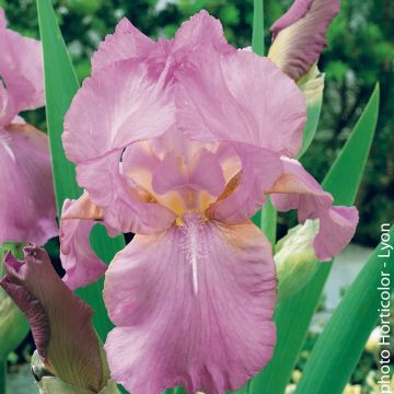 Iris Amethyst flame Iris Amethyst flame