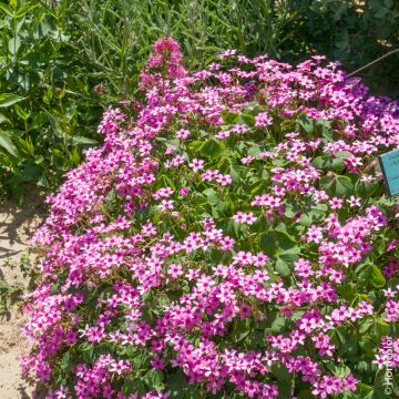 Oxalis articulata, Oxalis floribunda ou oxalis articulé rose Oxalis articulata, Oxalis floribunda ou oxalis articulé rose