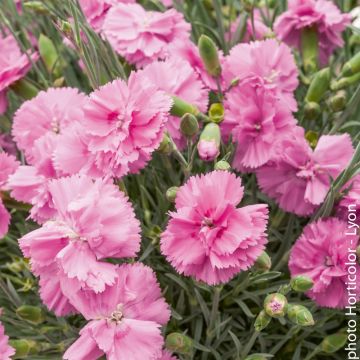 Oeillet plumarius Tickled rose Oeillet plumarius Tickled rose