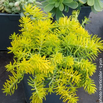 Sedum Rupestre Auréum Sedum Rupestre Auréum
