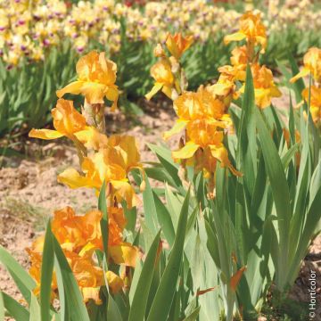Iris a Grandi Fiori Harmonie Iris a Grandi Fiori Harmonie