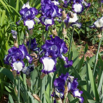 Iris germanica Stepping Out - Iris des Jardins 
