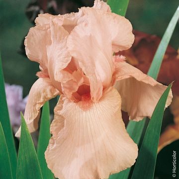 IRIS A GRANDI FIORI ONE DESIRE