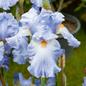 Iris à grandes fleurs ‘Crystal Blue’ Iris à grandes fleurs ‘Crystal Blue’